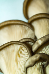 mushrooms Pleurotus ostreatus on a light background. Raw oyster mushrooms. Organic food. Black background. Top view
