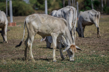 Obraz na płótnie Canvas A cow eating grasses on the rice field