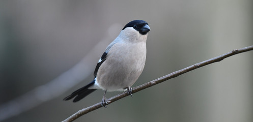 Weiblicher Dompfaff