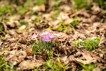 Frühling im Park