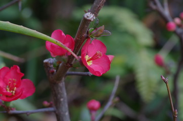 ボケの花