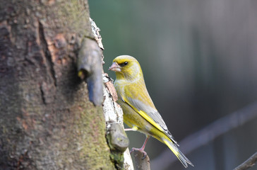 Männlicher Grünfink