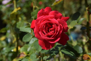 Red Rose Blossom with Water Drops on the Petals - Beautiful Garden - Macro Shot