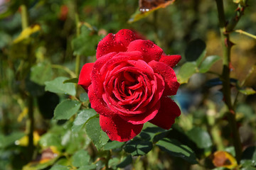 Red Rose Blossom with Water Drops on the Petals - Beautiful Garden - Macro Shot