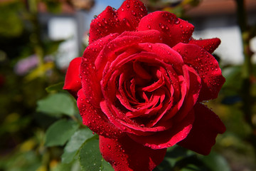 Red Rose Blossom with Water Drops on the Petals - Beautiful Garden - Macro Shot