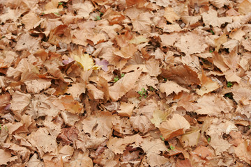 mundane looking autumn/fall leaves on the ground