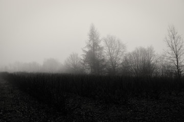 Fototapeta na wymiar dark field covered with fog