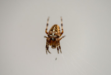 Araignée du jardin sur fond blanc