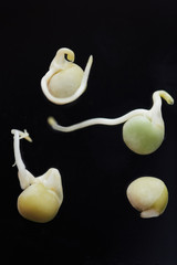 Close-up of sprouts of young plants isolated on black background