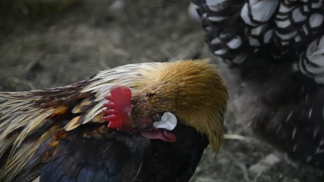 Close up of head of golden rooster standing on traditional rural barnyard in the morning. Colorful long-tailed Phoenix cockerel with hens in chicken coop. Cock walk and feed in henhouse on farmyard