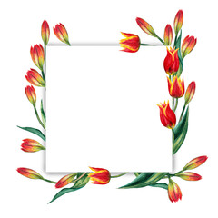 Quadratic frame of realistic red tulips. Blossoming buds behind white backdrop. Elegant refined ceremonial decoration. Watercolor hand painted isolated elements on white background.