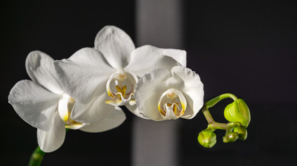 Fototapeta na wymiar Luxurious branch of white orchid flower Phalaenopsis, known as Moth Orchid or Phal on black background with gray stripe. Rays of sun fall on orchid. Magical idea for any design.