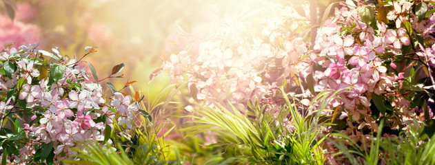 Mysterious fairy tale spring floral wide panoramic banner with fabulous blooming pink sakura cherry flower summer garden on blurred sunny bright shiny glowing background and copy space