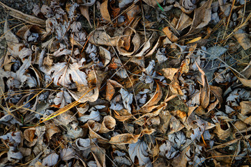 Yellow and brown fallen withered leaves in a city park
