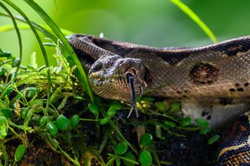 Emperor boa (Boa constrictor imperator) hanging in a tree, Tortuguero, Costa Rica.