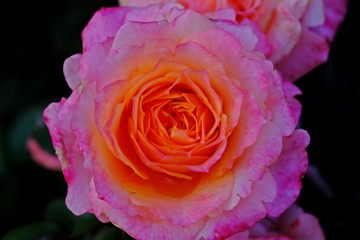 Close up beautiful full blooming multi-colored pink rose.