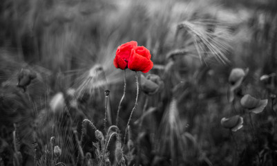 red poppy in a field