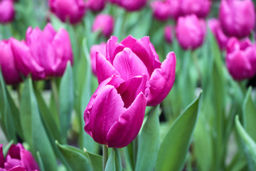 Close-up of bright pink almost purple fresh Tulip flowers. Festive floral background. Greeting card