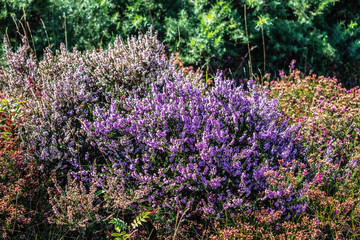 field of purple flowers