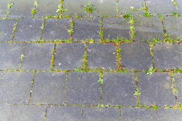 Bodensteine mit Gras