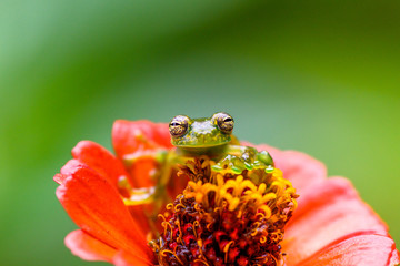 Teratohyla spinosa glass frog (spiny cochran frog) of the family of centrolenidae on a green leaf in the jungle of Costa Rica. Found in the jungle of Tortuguero national park.