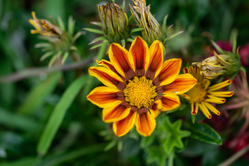 Paquerette sauvage jaune et orange