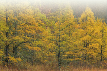 Autumn landscape of tamarack forest in fog, shoreline of Douglas Lake, Michigan, USA