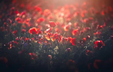Gordijnen sunset over poppy field © IoanBalasanu
