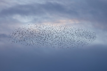 flock of starlings with blue sky