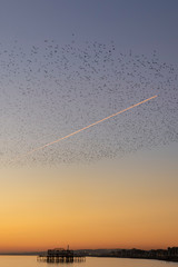 starlings in Brighton at dusk