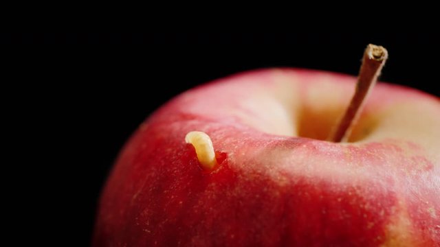 Close-up of the worm will come out of the apple