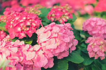 blooming pink hydrangea growing in flower garden