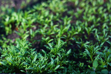 background of grass with water drops of dew