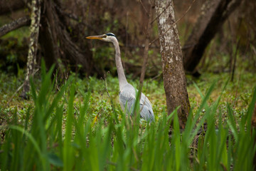 Great Blue Heron in grass outside