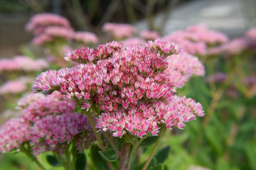 Pink Colored Shubbery Flower Blooming in a Garden
