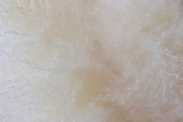 abstract texture background of white grass flowers background