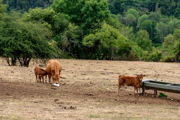 Des veaux et une vache dans une prairie prés d'un abreuvoir en pleine canicule