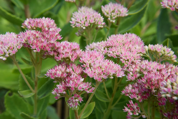 Pink Colored Shubbery Flower Blooming in a Garden