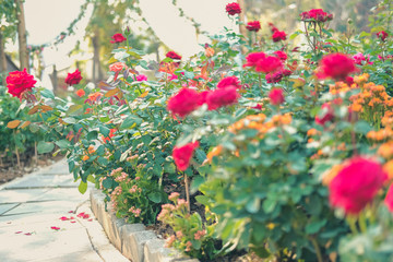 blooming rose growing in flower garden.