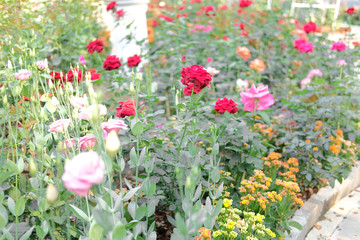 blooming rose growing in flower garden.