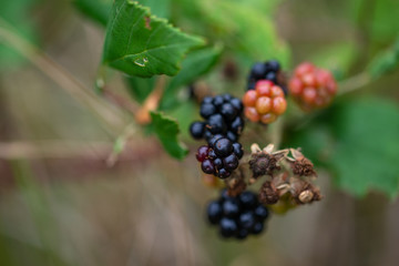 grappe de mûre rouge et noire en gros plan