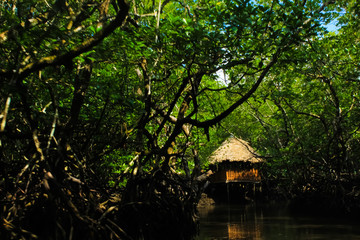 Boating through a dense and dark forest near the Mud Volcano, Baratang, Andaman and nicobar islands, India.