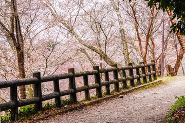 Thousand Trees of Sakura bloosm in Yoshinoyama, Japan