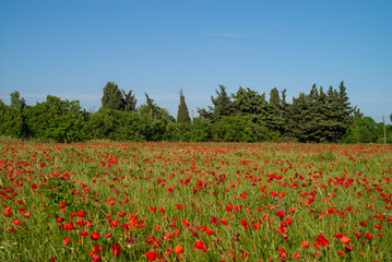 field of red poppies