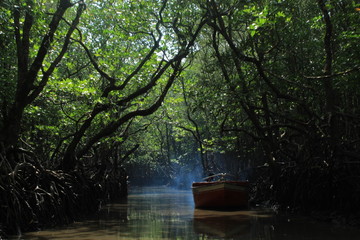 Boating through a dense and dark forest near the Mud Volcano, Baratang, Andaman and nicobar...