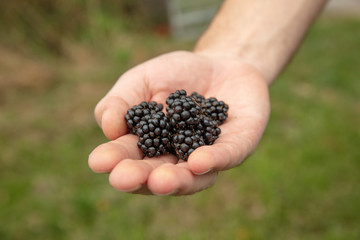 Männliche Hand mit Brombeeren