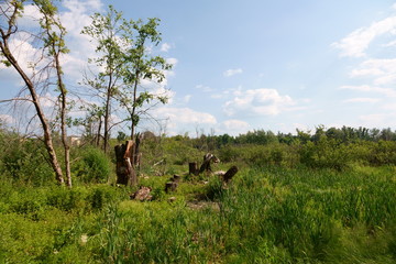 Flood meadow near the Sarov Monastery