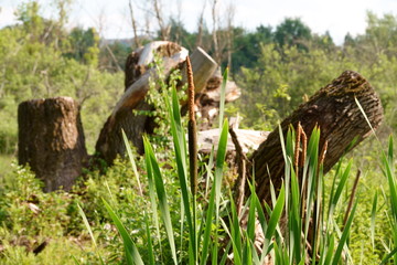 Fototapeta premium Thicket of reeds in the meadow