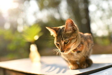 cute kitten portrait on the warm lighting in the morning
