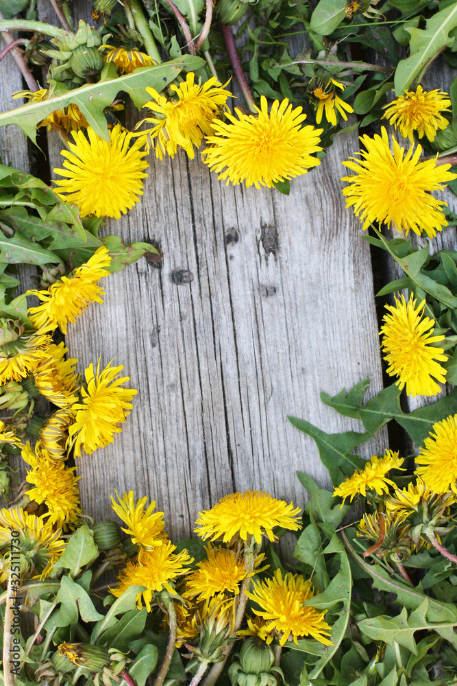 Wall mural yellow dandelions. spring nature background. flowers composition with copyspace. top view background